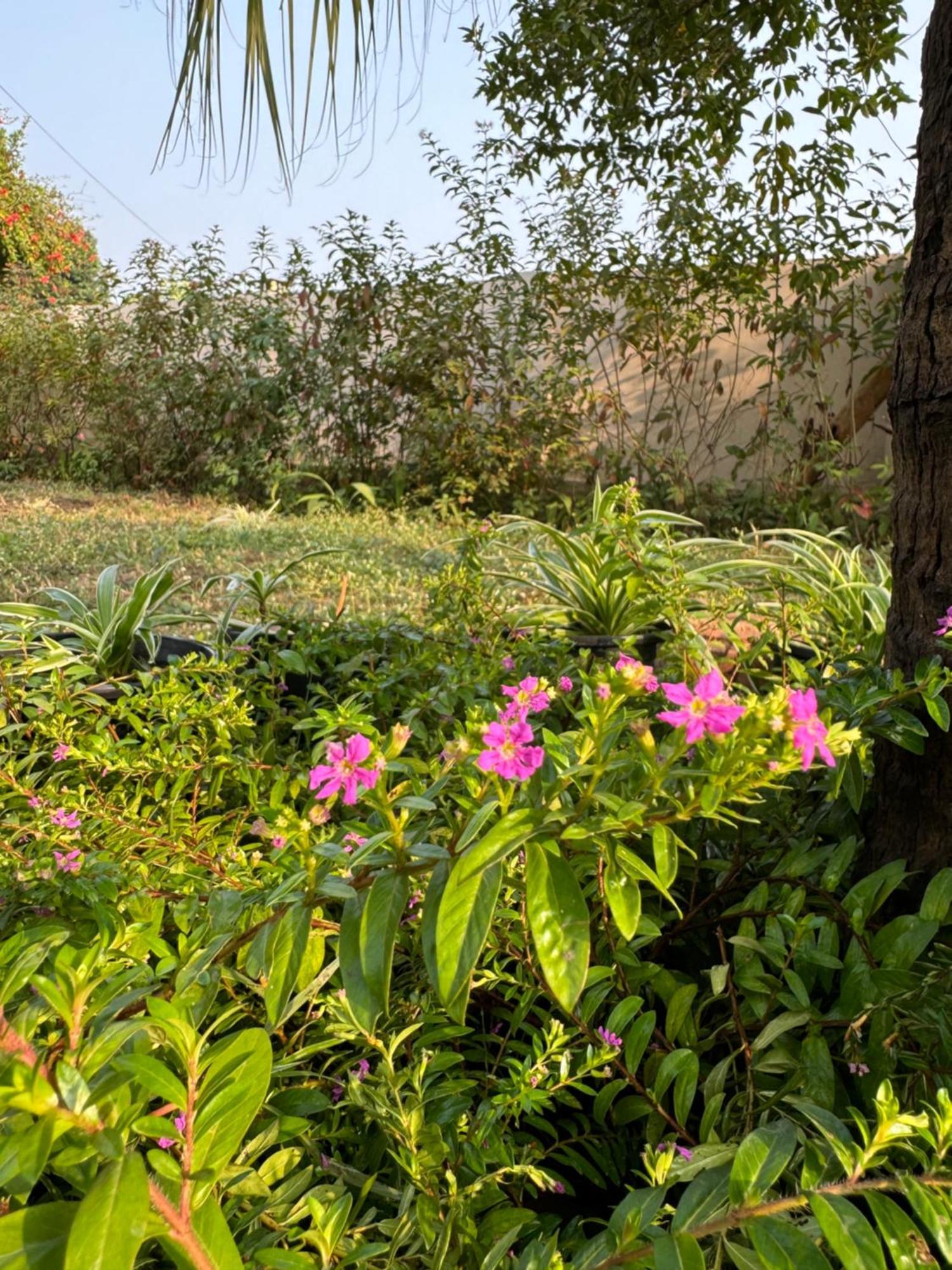 The Bougainvillea Cottage Farmstay Near Dehradun , 2 Bedroom Private Cottage Next To Fields And Orchards With Hill Views Exterior foto