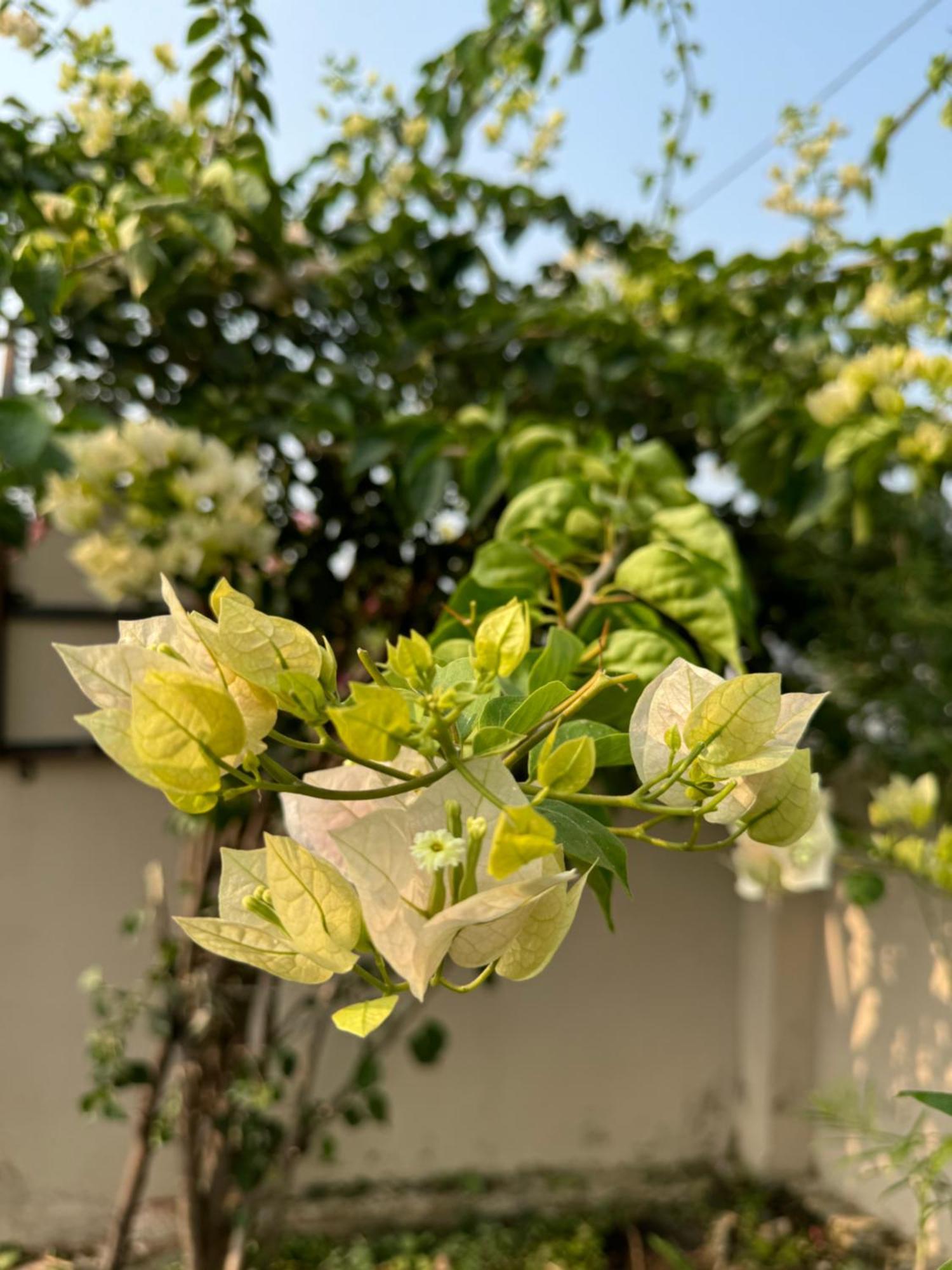 The Bougainvillea Cottage Farmstay Near Dehradun , 2 Bedroom Private Cottage Next To Fields And Orchards With Hill Views Exterior foto